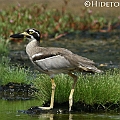 One of three Beach Stone-curlews in Tingara Street in Cairns ハシブトオオイシチドリ<br />Canon EOS 7D + EF300 F2.8L III + EF2xIII